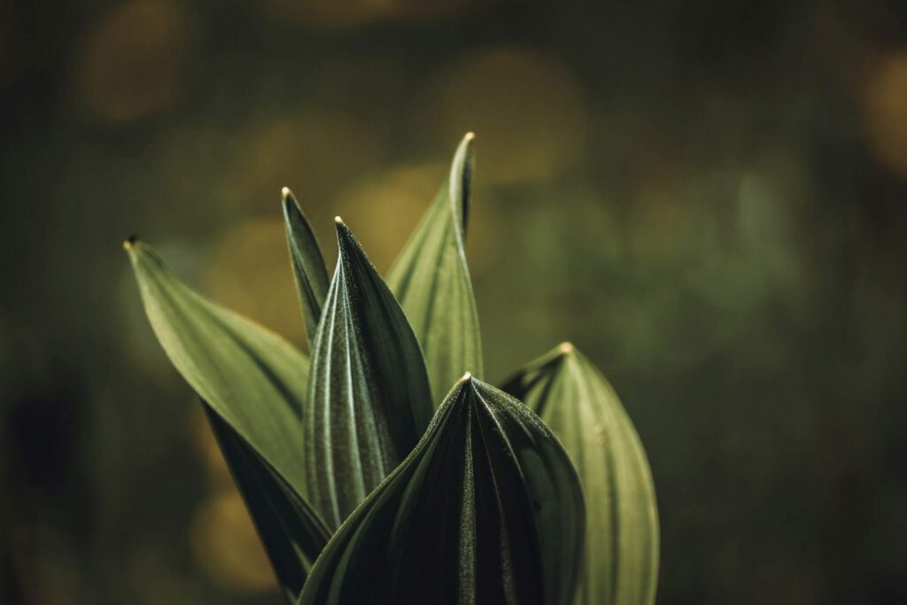 plante verte croissance